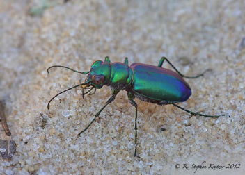 Cicindela scutellaris unicolor